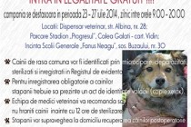 Braila: Campanie de microcipare si sterilizare a câinilor