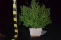 Plantatie de cannabis, descoperita de politisti si procurori