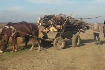 Acțiune de prevenire a sustragerilor de arbori