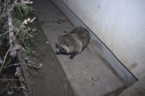 Bursuc ratacit în Braila