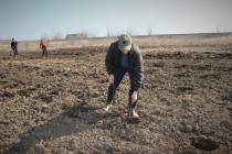 Romsilva | A plantat perdele forestiere în proximitatea Autostrăzii A2 