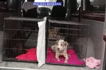 Trei căței din Lacu Sărat, ținuți în condiții improprii, au fost salvați 