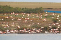 Păsări flamingo în comuna Jurilovca județul Tulcea 