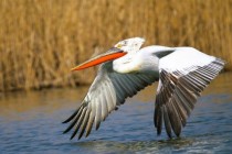 Brăila: Documentarul „Delta Sălbatică” vine la Cinema City într-o proiecție specială, cu premii și întâlniri de excepție