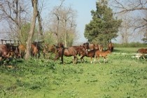 Conferinta tematica ”Ferme mici si asociere”, Constanta, 2-3 octombrie 2014