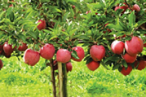 Sprijin financiar pentru producătorii agricoli din sectorul fructe