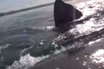 O balena ridica un caiac! Imagini uluitoare! 