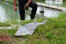 Sturionii de acvacultură ar putea salva sturionii sălbatici din Dunăre