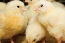 APIA | implementarea Măsurii 14 –„Bunăstarea animalelor” din cadrul Programului Național de Dezvoltare Rurală PNDR 2014-2020 - pachetul plăți în favoarea bunăstării păsărilor