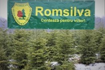 Romsilva oferă spre vînzare peste 65.000 de pomi de Crăciun