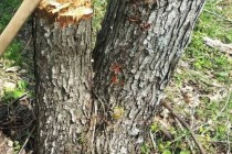 La stația CF Lacu-Sărat trei persoane au tăiat 18 arbori din liziera de protecție CFR