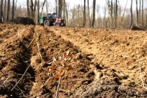 Romsilva va reîmpăduri peste 340 de hectare afectate de calamități. Județul Brăila e pe listă