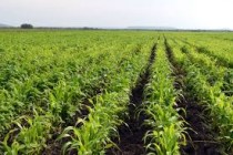 MADR acordă ajutoare excepționale producătorilor agricoli din sectorul vegetal 
