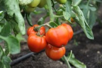 Tomatele românești - prezente în piețele agroalimentare din toată țara