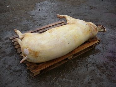 porc sacrificat