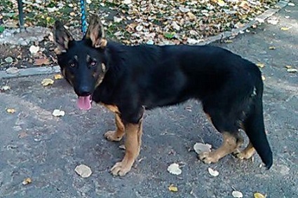 Sara