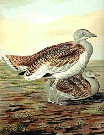 dropia