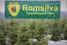 pomi craciun