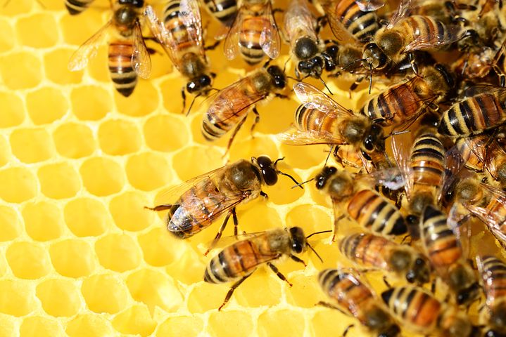 WWF | România folosește pesticide care omoară albinele  