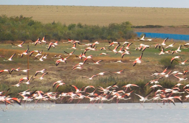 flamingo la jurilovca 