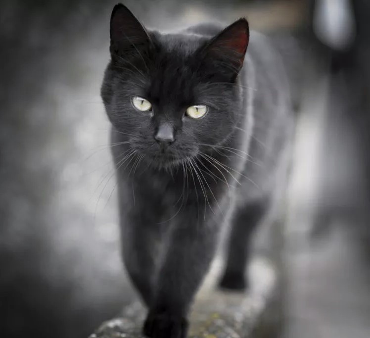 Pisica neagră. Superstiție cu la trecere prin fața ta 