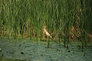 Delta Dunării, Mahmudia