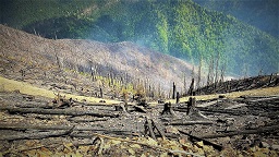 incendii padure