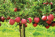 pomi fructiferi