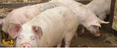 porci